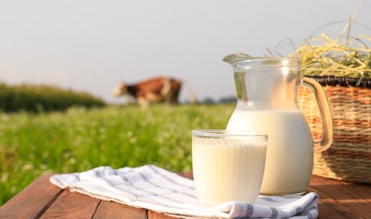 Dünyanın en kaliteli sütü! Jersey sütünden kaymak tarifi...