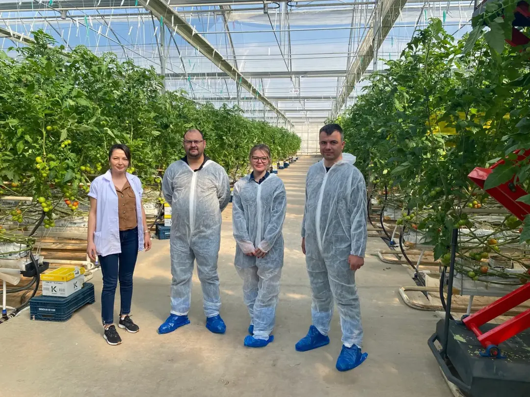 MANİSA’DA ÖRTÜ ALTI ÜRETİME DENETİM