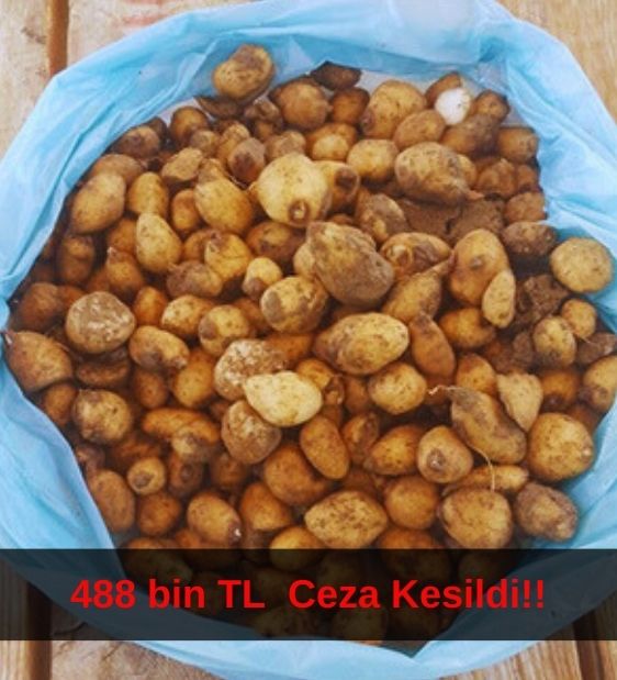 Salep soğanlarını söken 2 kişiye 488 bin TL ceza kesildi!