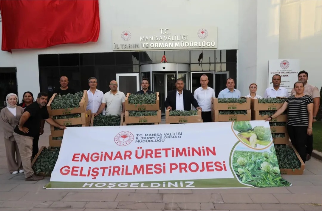 Manisa’da Enginar Üretimine Güçlü Destek