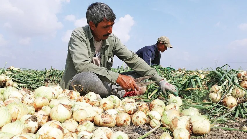 Sezonun ilk taze soğanının kilosu 14 lira!