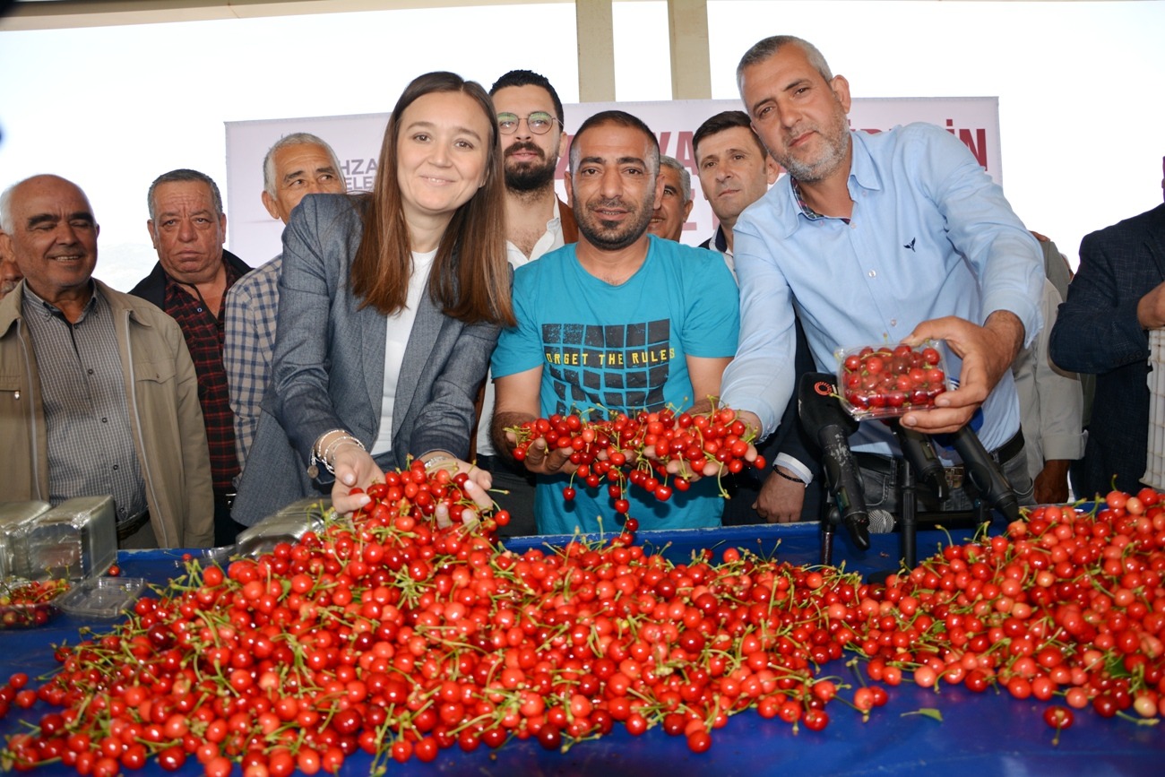 Manisa Sancaklı'da kiraz hasadı başladı!