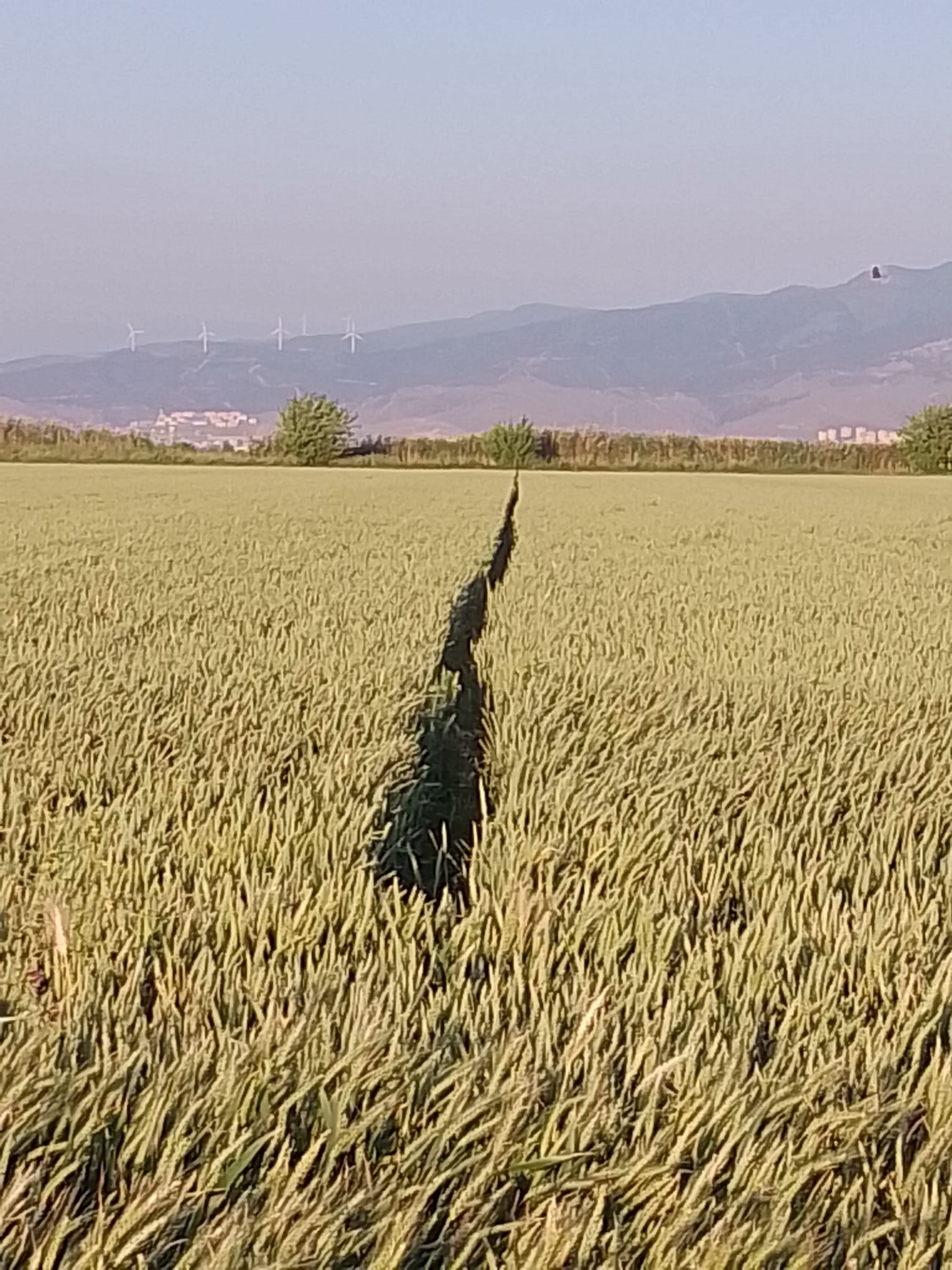 Yeni ve Çok Verimli Bir Buğday Çeşidi Olan Albufera Manisa'da Yetişecek!