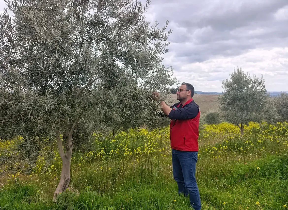 AKHİSAR’DA ZEYTİN VE MEYVE BAHÇELERİ MERCEK ALTINDA