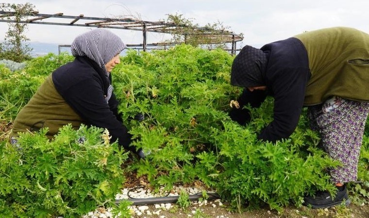 Yalova'da hasadı başladı: Kas ağrılarını azaltıyor!