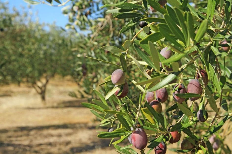 Tarım Bakanlığından zeytin üreticilerine dikkat çeken uyarı!