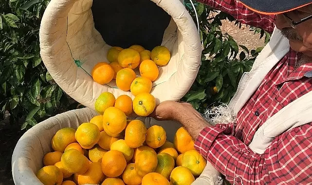 Türk Narenciye Sektörü İhracat Artış Rekoru Kırdı!