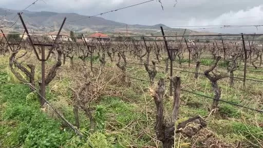 Alaşehir’de üreticiler üzüm yerine zeytine yöneldi!