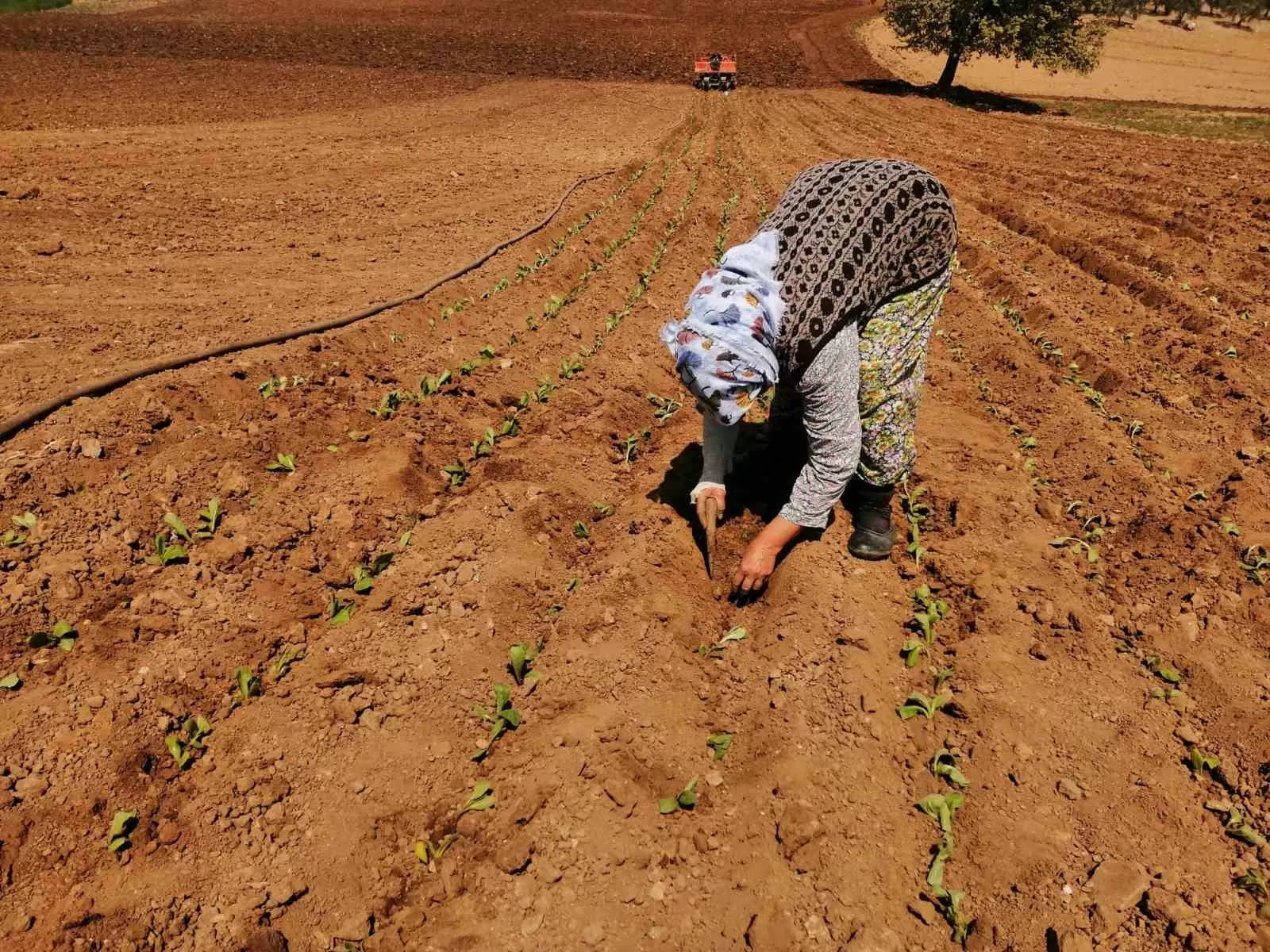 Manisa Salihli’de tütün dikimi başladı