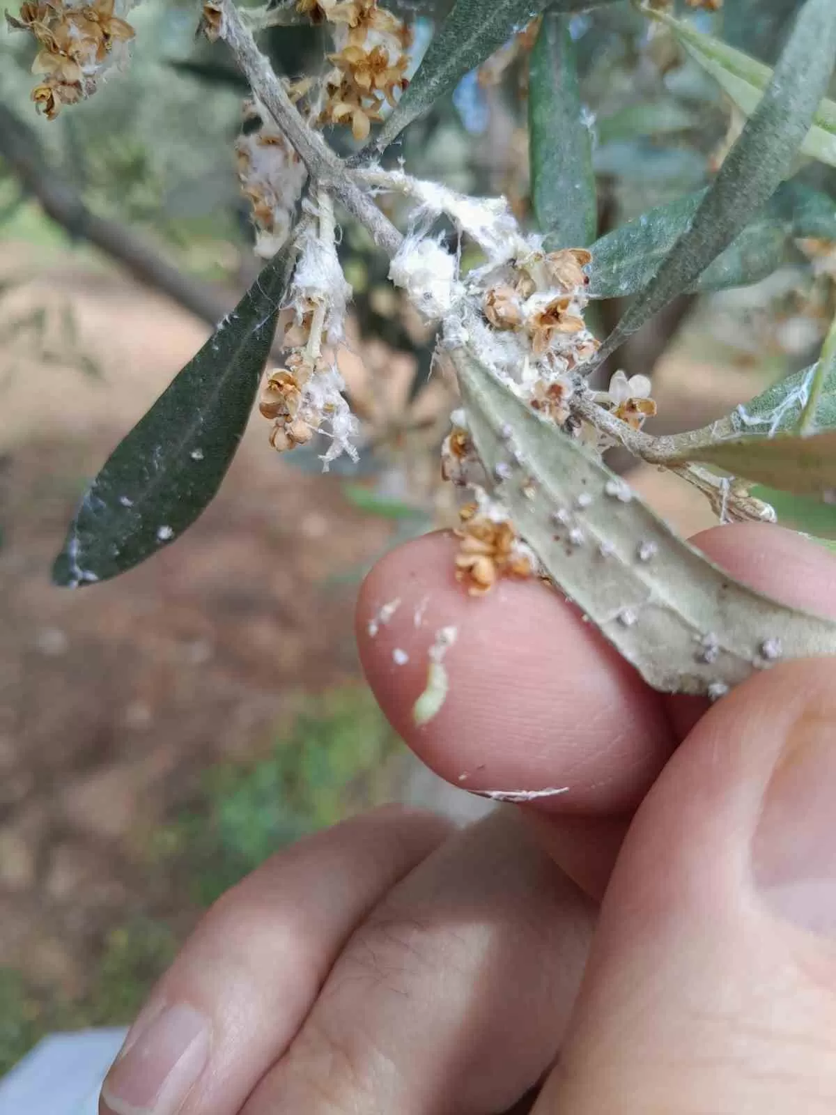 Zeytin üreticilerine önemli uyarı!