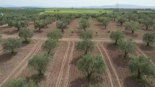 Manisa'da aşırı yağış zeytini vurdu!