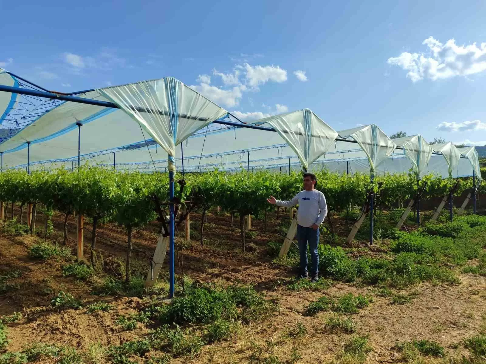 Manisa’da üzüm bağları doluya karşı örtüyle koruma altına alınıyor