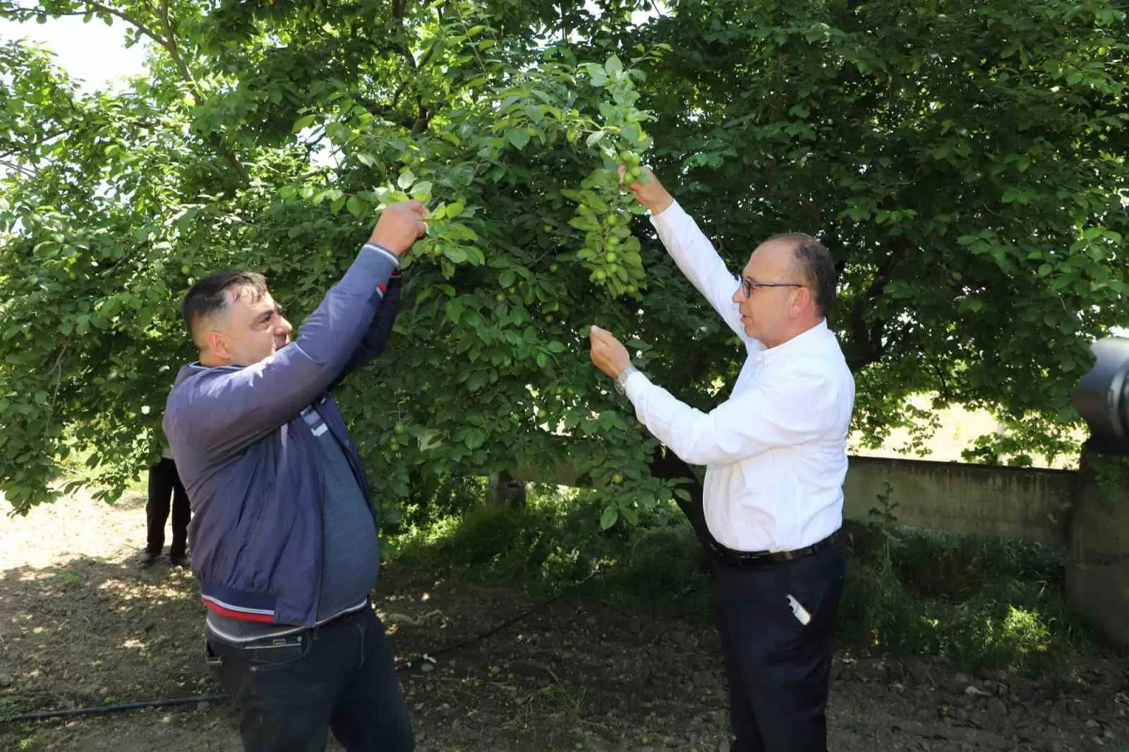 Turgutlu Belediyesi ‘En güzel erik’ Yarışması Düzenliyor