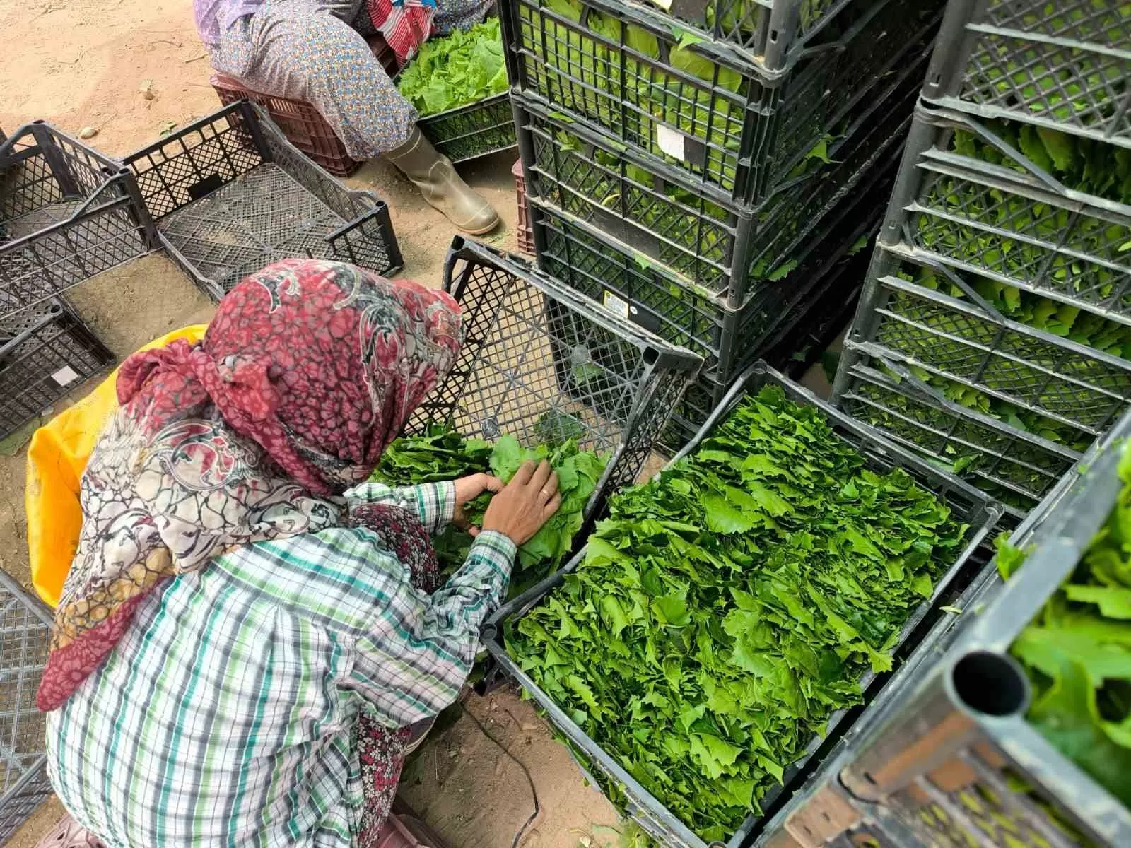 Asma Yaprakları Ailelerin Ekonomisine Büyük Katkı Sağlıyor