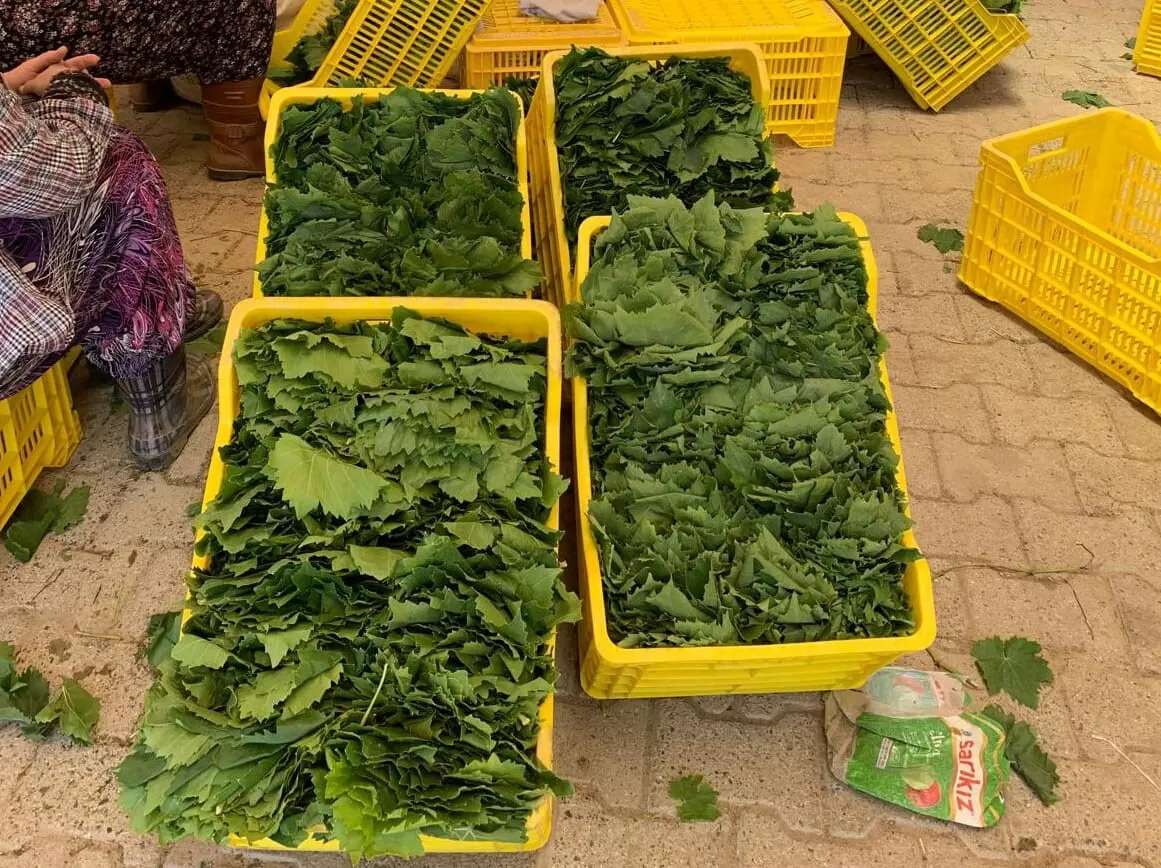 Taze Yaprağın Kilosu Bağda 20 TL’ye Düştü