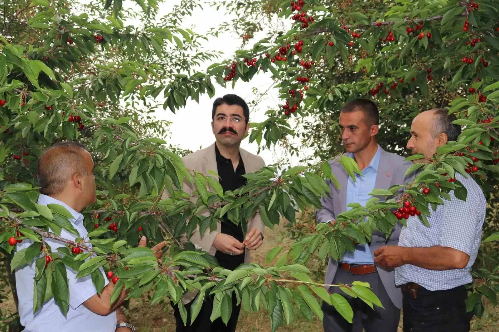 Geçen Yıl 120 TL Olan Kirazın Kilogramı Bu Yıl 50 TL’ye Kadar Düştü!