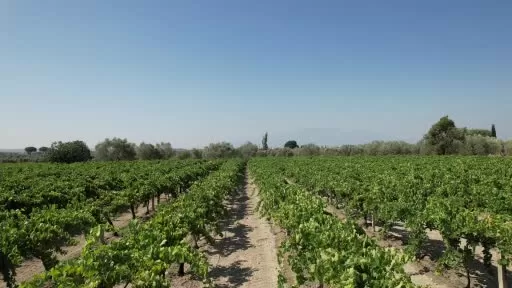 Aşırı Sıcaklar Üzüm Bağlarını Kavurdu