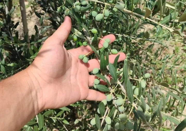 Sarıgöllü Genç Girişimci Bodur Zeytin Türünü Sevdirdi