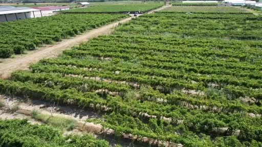 Üzümün Kalbi Manisa’da Hasat Başladı