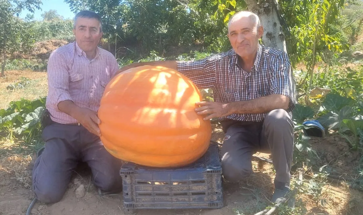 Sarıgöl’de 70 Kilogramlık Balkabakları