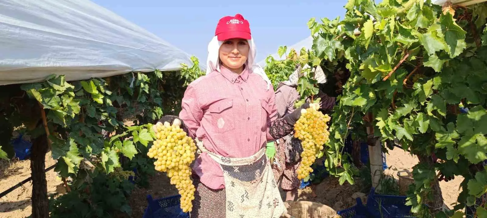 Devasa Üzüm Salkımını Bulan İşçiye Bahşiş