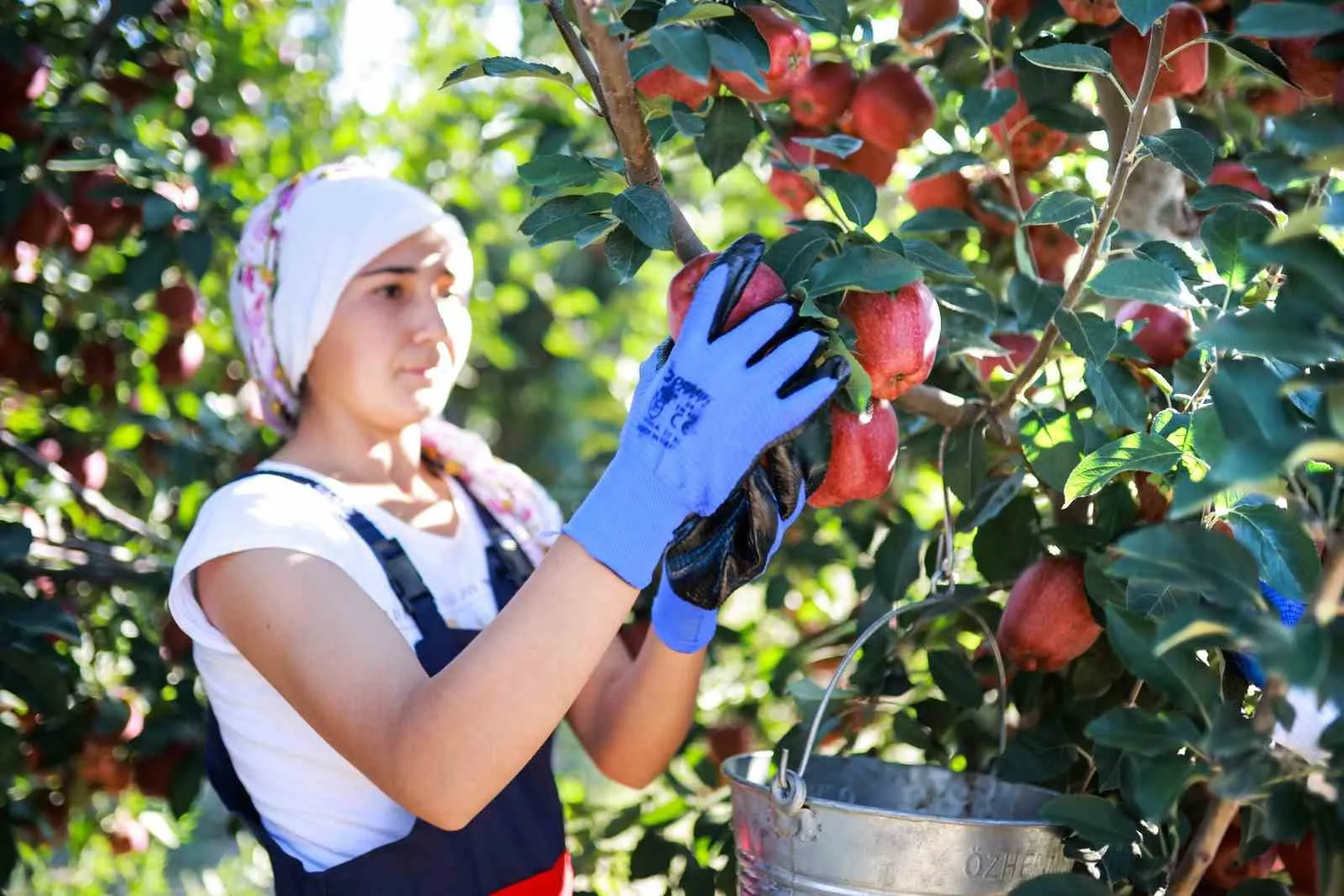 Elma ve Elma Suyu İhracatı 321 Milyon Dolara Ulaştı