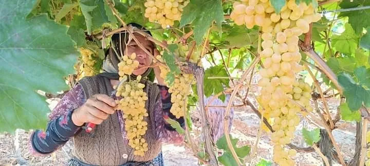 Manisa’da Yaş Üzüm 60 TL’yi Gördü