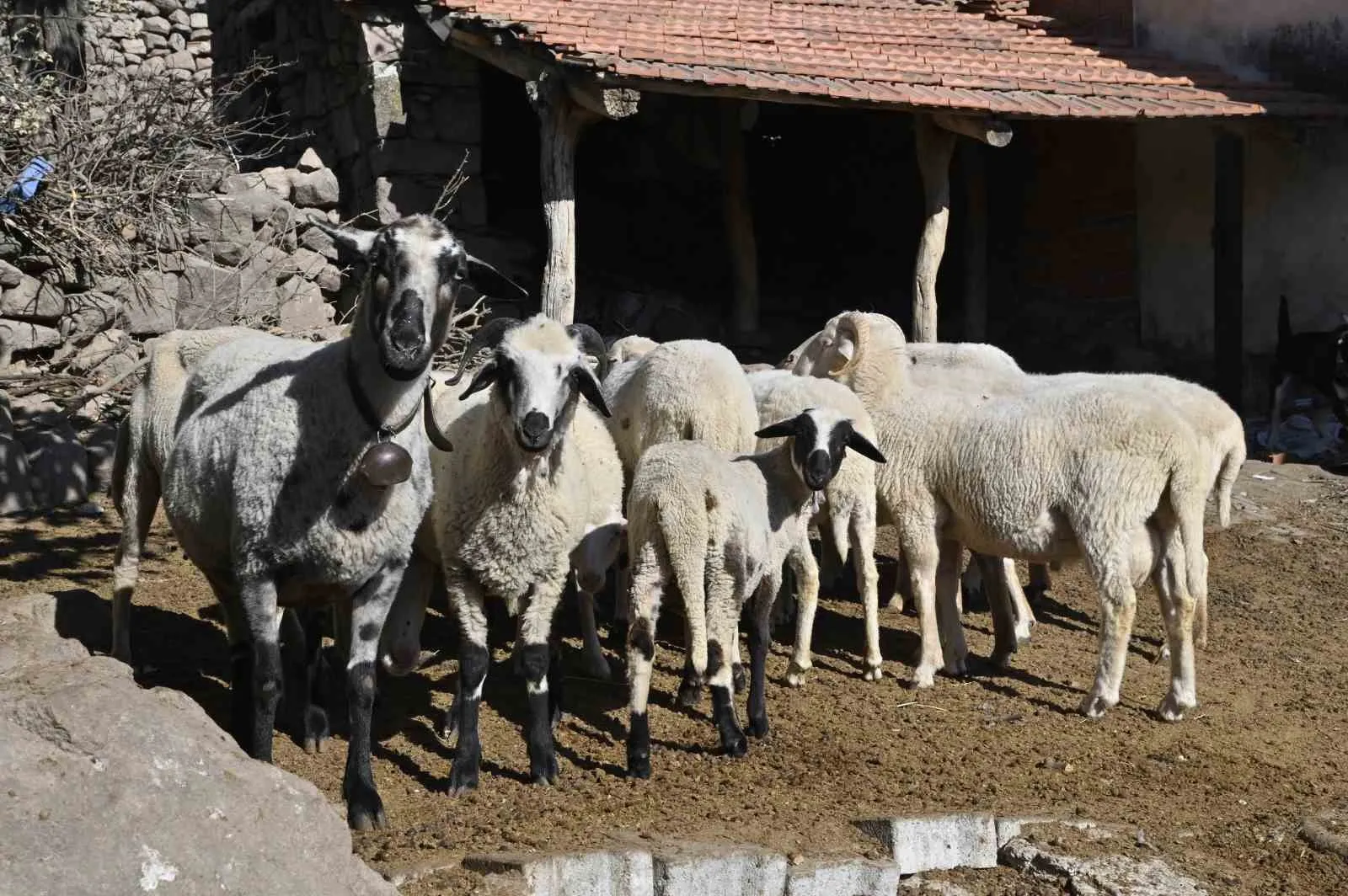 Manisa’da ‘Mavi Dil’ Hastalığıyla Mücadele Ediliyor