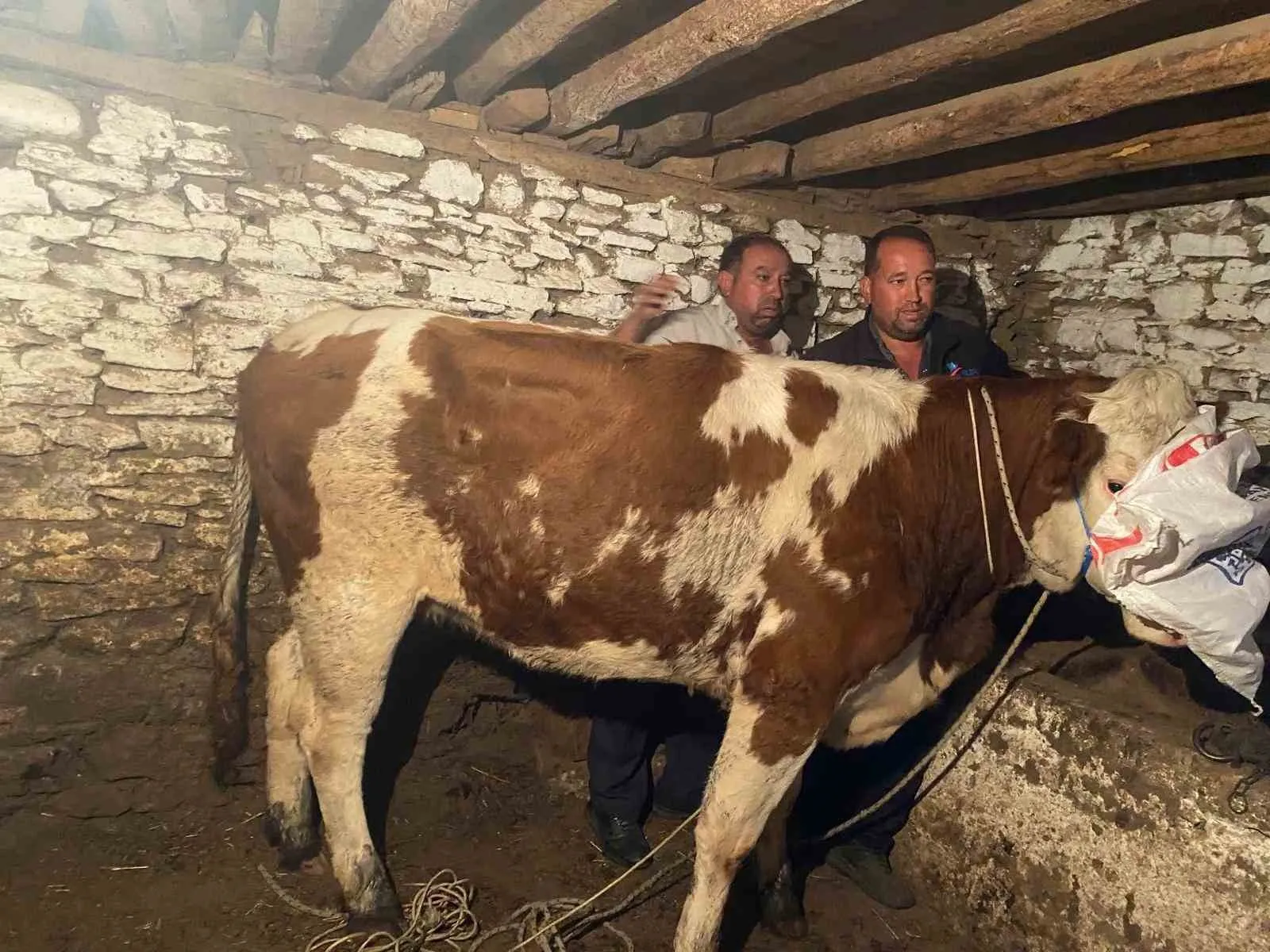 Firari İnek 42 Günlük Kovalamacanın Ardından Yakalandı